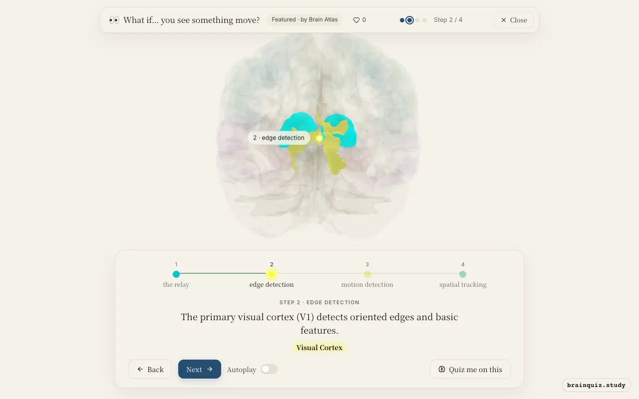 Step 2 of what happens in your brain when you see something move: Thalamus, Visual Cortex lit on the Brain Atlas 3D brain