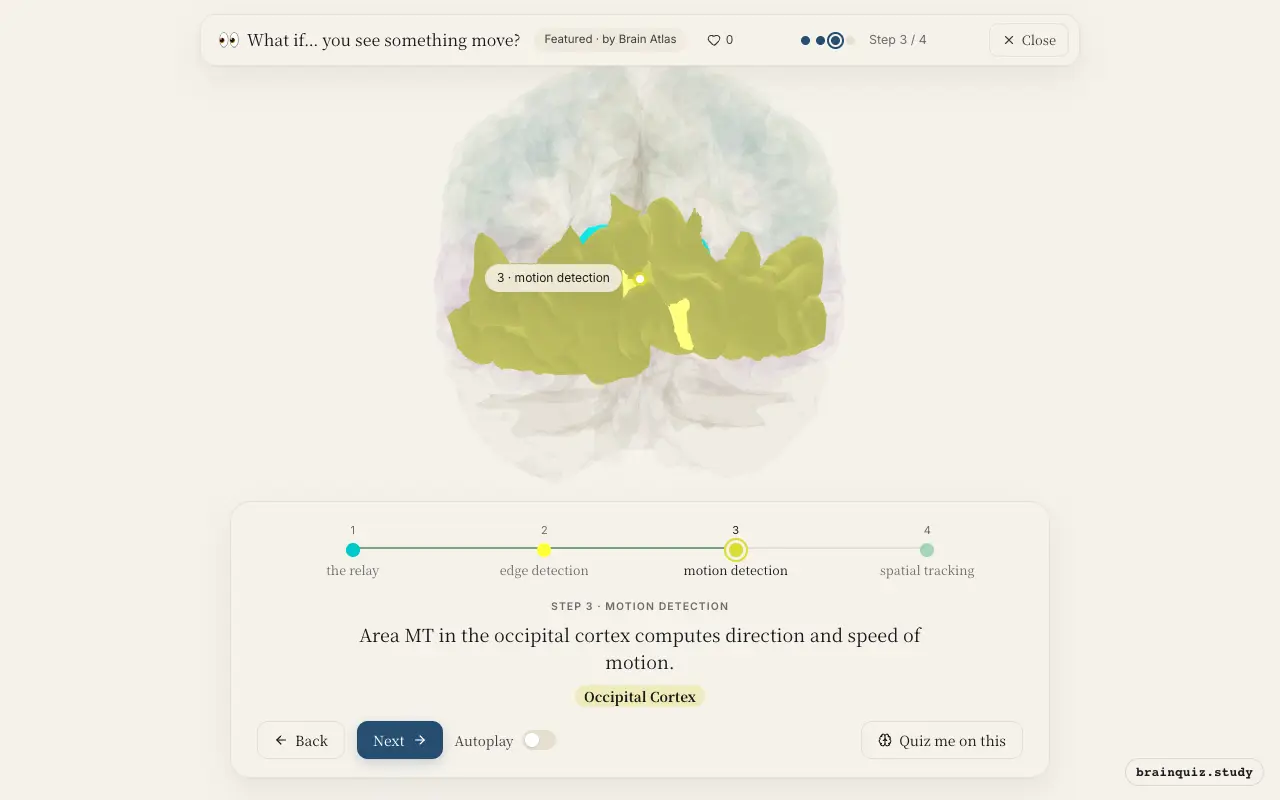 Step 3 of what happens in your brain when you see something move: Thalamus, Visual Cortex, Occipital Cortex lit on the Brain Atlas 3D brain