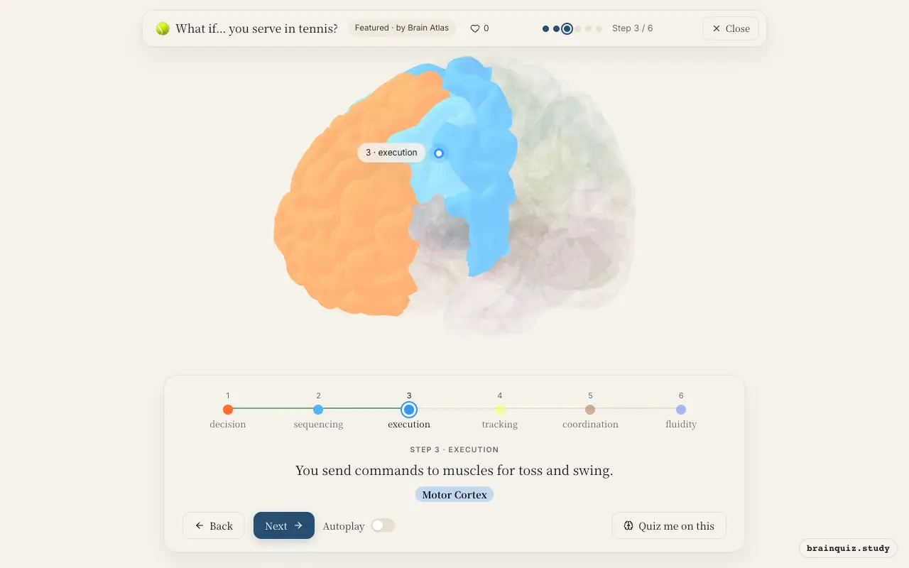 Step 3 of what happens in your brain when you serve in tennis: Prefrontal Cortex, Premotor Cortex, Motor Cortex lit on the Brain Atlas 3D brain