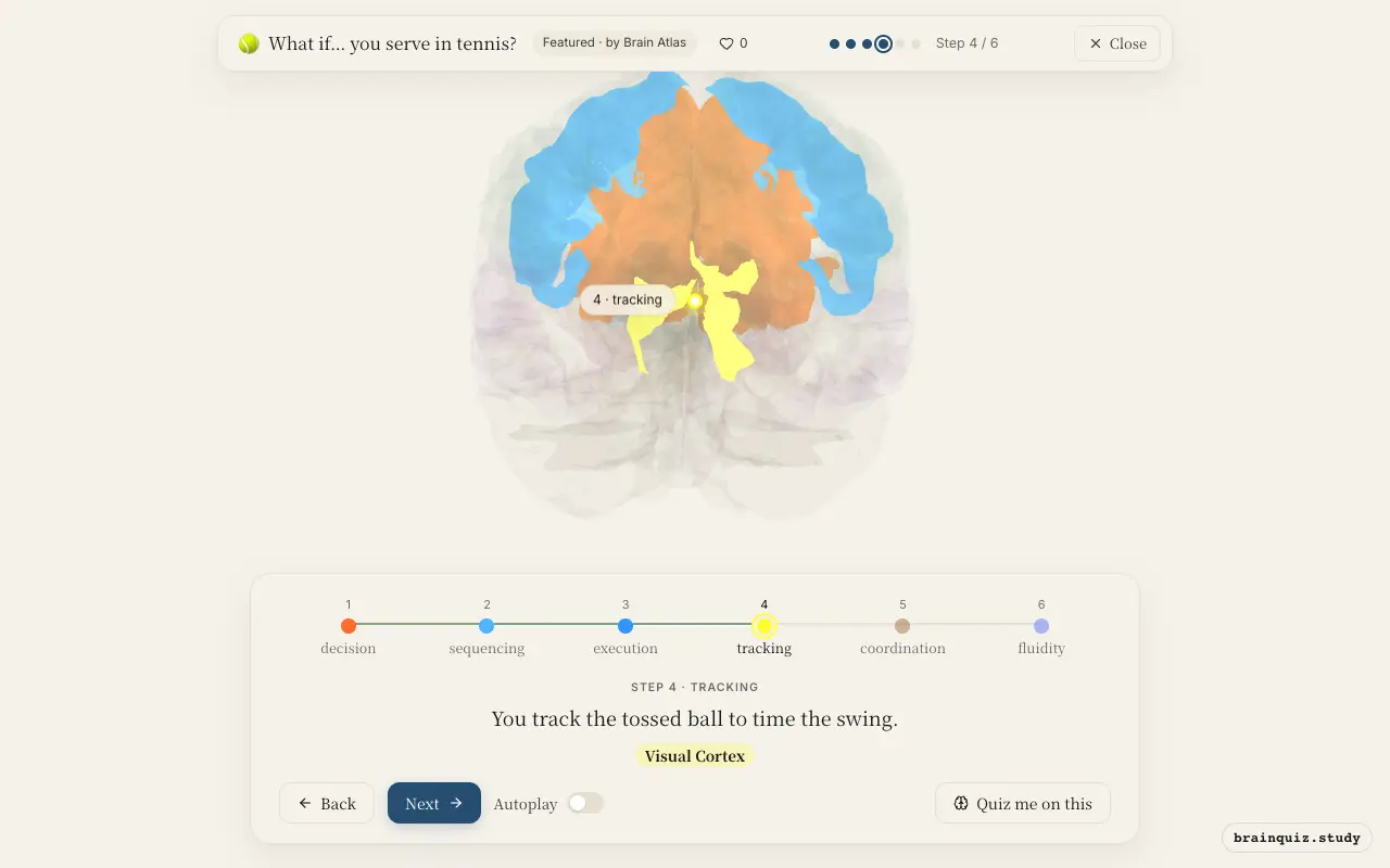 Step 4 of what happens in your brain when you serve in tennis: Prefrontal Cortex, Premotor Cortex, Motor Cortex, Visual Cortex lit on the Brain Atlas 3D brain