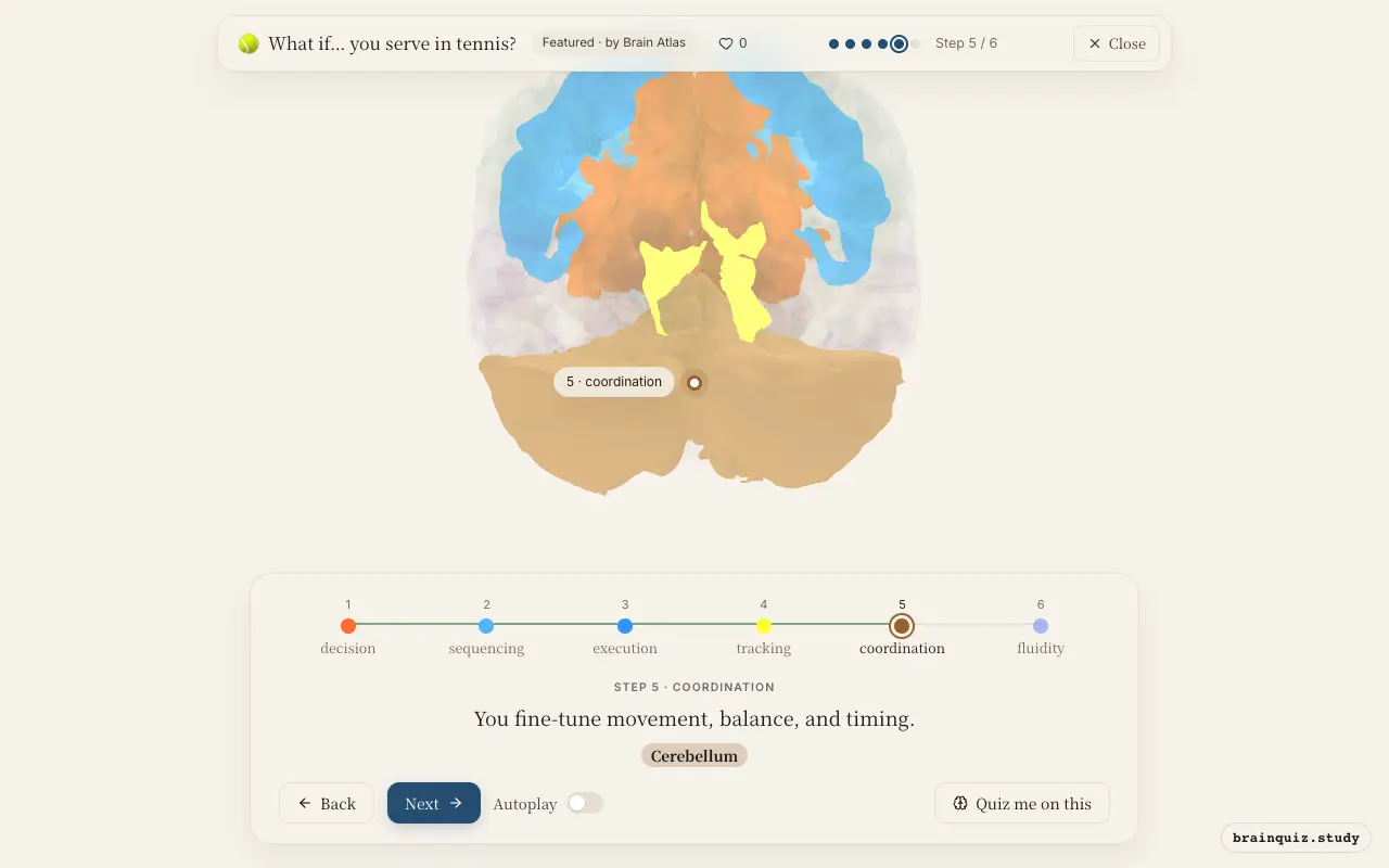 Step 5 of what happens in your brain when you serve in tennis: Prefrontal Cortex, Premotor Cortex, Motor Cortex, Visual Cortex, Cerebellum lit on the Brain Atlas 3D brain