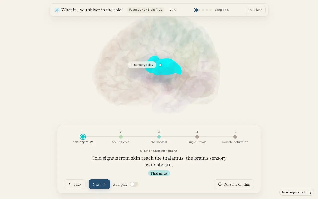 Step 1 of what happens in your brain when you shiver in the cold: Thalamus lit on the Brain Atlas 3D brain