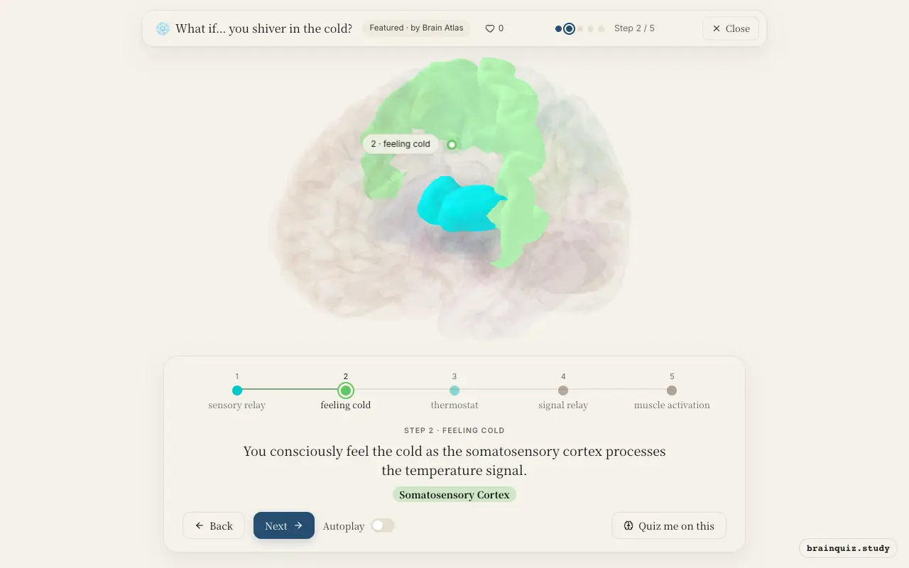 Step 2 of what happens in your brain when you shiver in the cold: Thalamus, Somatosensory Cortex lit on the Brain Atlas 3D brain