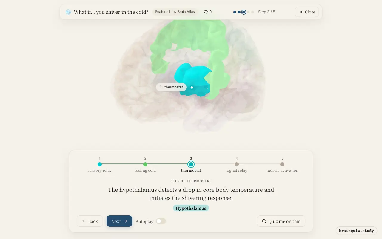 Step 3 of what happens in your brain when you shiver in the cold: Thalamus, Somatosensory Cortex, Hypothalamus lit on the Brain Atlas 3D brain