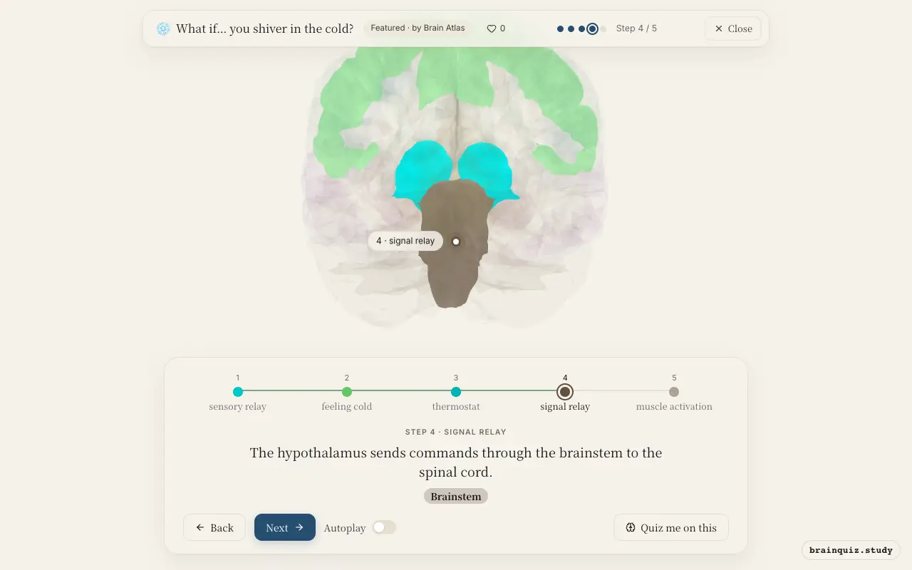Step 4 of what happens in your brain when you shiver in the cold: Thalamus, Somatosensory Cortex, Hypothalamus, Brainstem lit on the Brain Atlas 3D brain