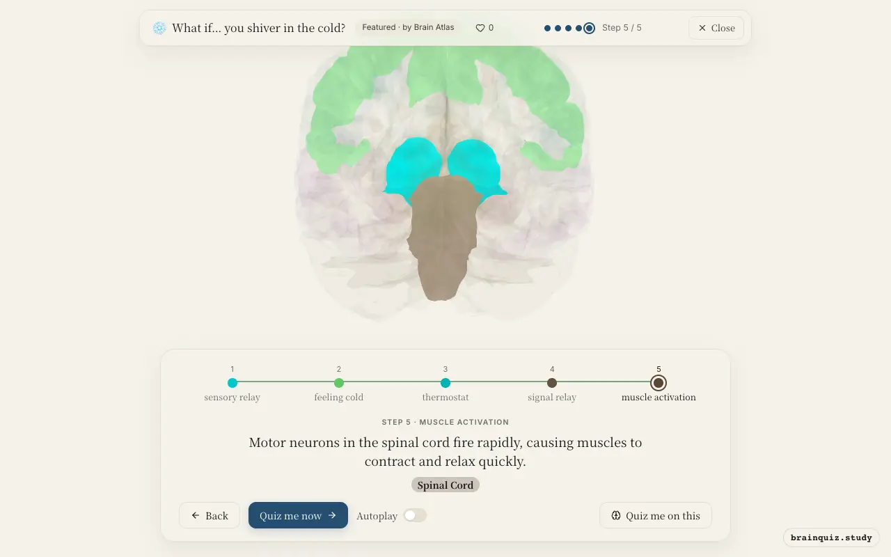 Thalamus, Somatosensory Cortex, Hypothalamus, Brainstem, Spinal Cord lit up on the Brain Atlas 3D brain: what happens in your brain when you shiver in the cold