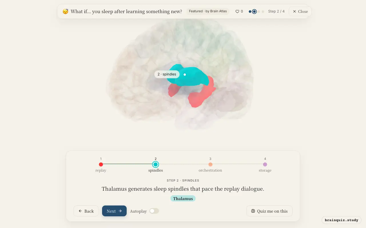 Step 2 of what happens in your brain when you sleep after learning something new: Hippocampus, Thalamus lit on the Brain Atlas 3D brain