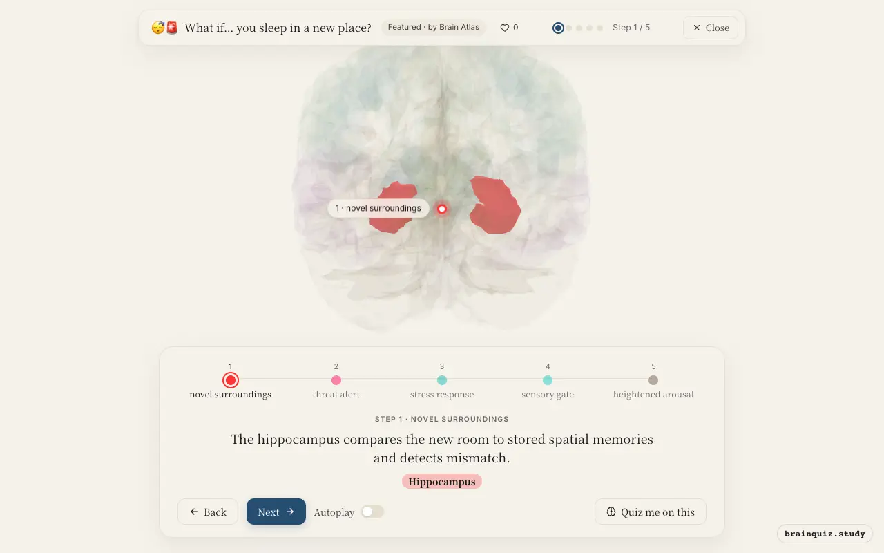 Step 1 of what happens in your brain when you sleep in a new place: Hippocampus lit on the Brain Atlas 3D brain
