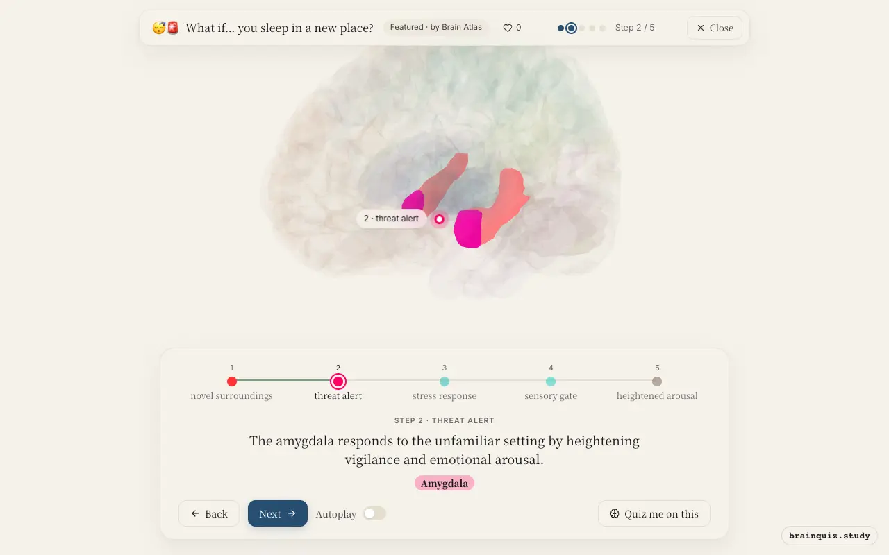Step 2 of what happens in your brain when you sleep in a new place: Hippocampus, Amygdala lit on the Brain Atlas 3D brain