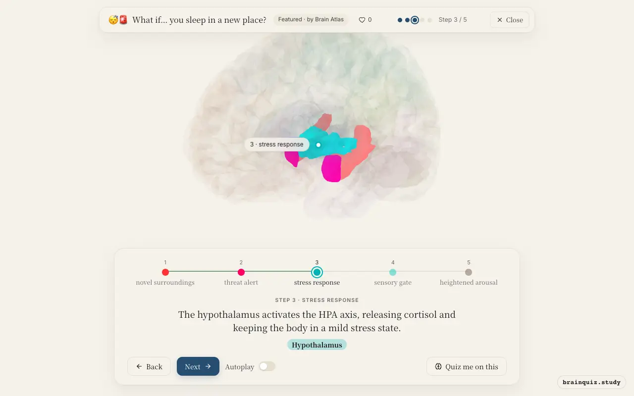 Step 3 of what happens in your brain when you sleep in a new place: Hippocampus, Amygdala, Hypothalamus lit on the Brain Atlas 3D brain
