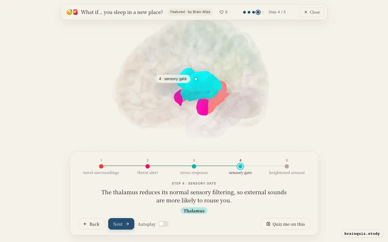 Step 4 of what happens in your brain when you sleep in a new place: Hippocampus, Amygdala, Hypothalamus, Thalamus lit on the Brain Atlas 3D brain