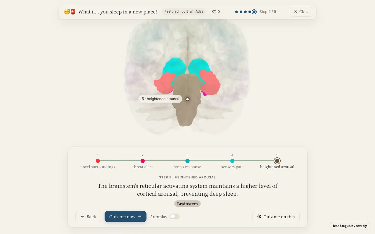 Hippocampus, Amygdala, Hypothalamus, Thalamus, Brainstem lit up on the Brain Atlas 3D brain: what happens in your brain when you sleep in a new place