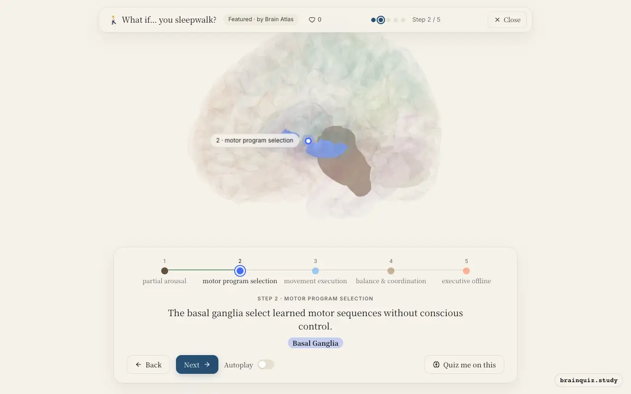 Step 2 of what happens in your brain when you sleepwalk: Brainstem, Basal Ganglia lit on the Brain Atlas 3D brain