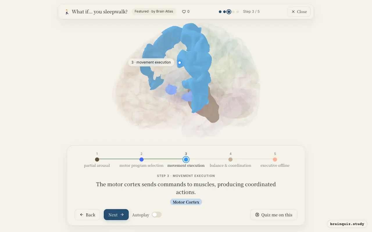 Step 3 of what happens in your brain when you sleepwalk: Brainstem, Basal Ganglia, Motor Cortex lit on the Brain Atlas 3D brain