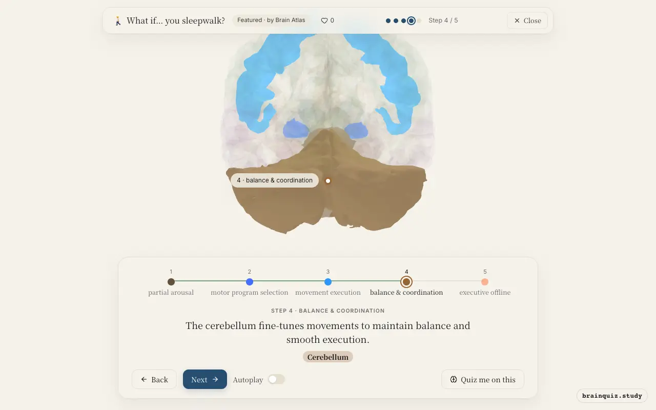 Step 4 of what happens in your brain when you sleepwalk: Brainstem, Basal Ganglia, Motor Cortex, Cerebellum lit on the Brain Atlas 3D brain
