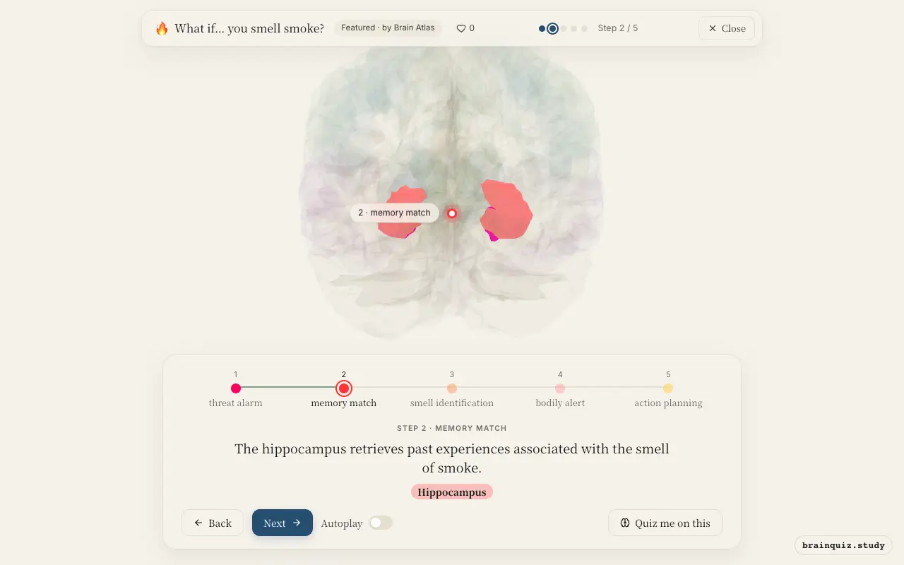 Step 2 of what happens in your brain when you smell smoke: Amygdala, Hippocampus lit on the Brain Atlas 3D brain