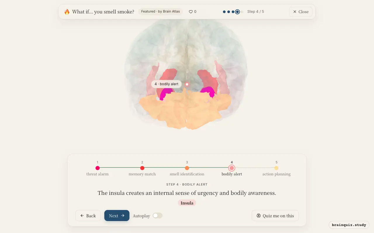 Step 4 of what happens in your brain when you smell smoke: Amygdala, Hippocampus, Orbitofrontal Cortex, Insula lit on the Brain Atlas 3D brain