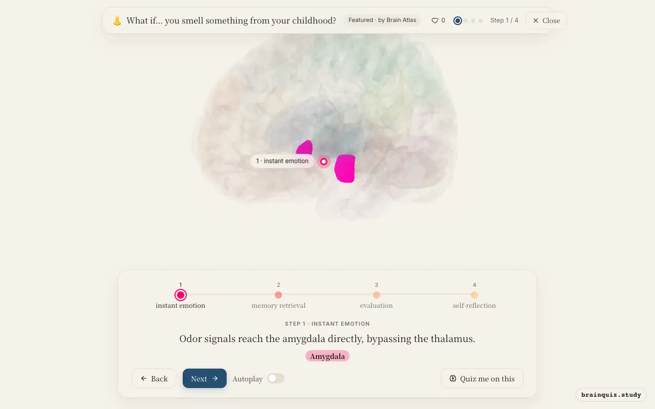 Step 1 of what happens in your brain when you smell something from your childhood: Amygdala lit on the Brain Atlas 3D brain