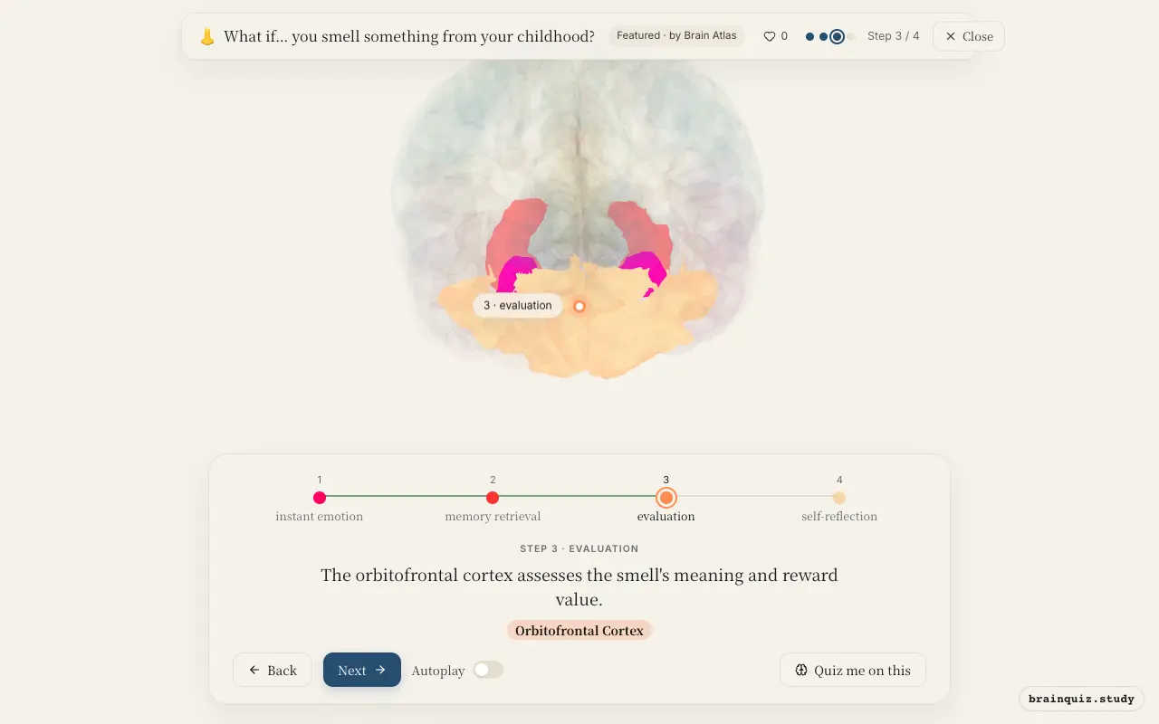 Step 3 of what happens in your brain when you smell something from your childhood: Amygdala, Hippocampus, Orbitofrontal Cortex lit on the Brain Atlas 3D brain