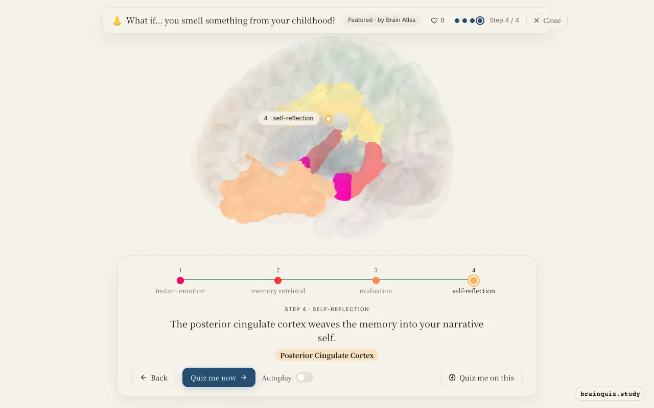 Amygdala, Hippocampus, Orbitofrontal Cortex, Posterior Cingulate Cortex lit up on the Brain Atlas 3D brain: what happens in your brain when you smell something from your childhood