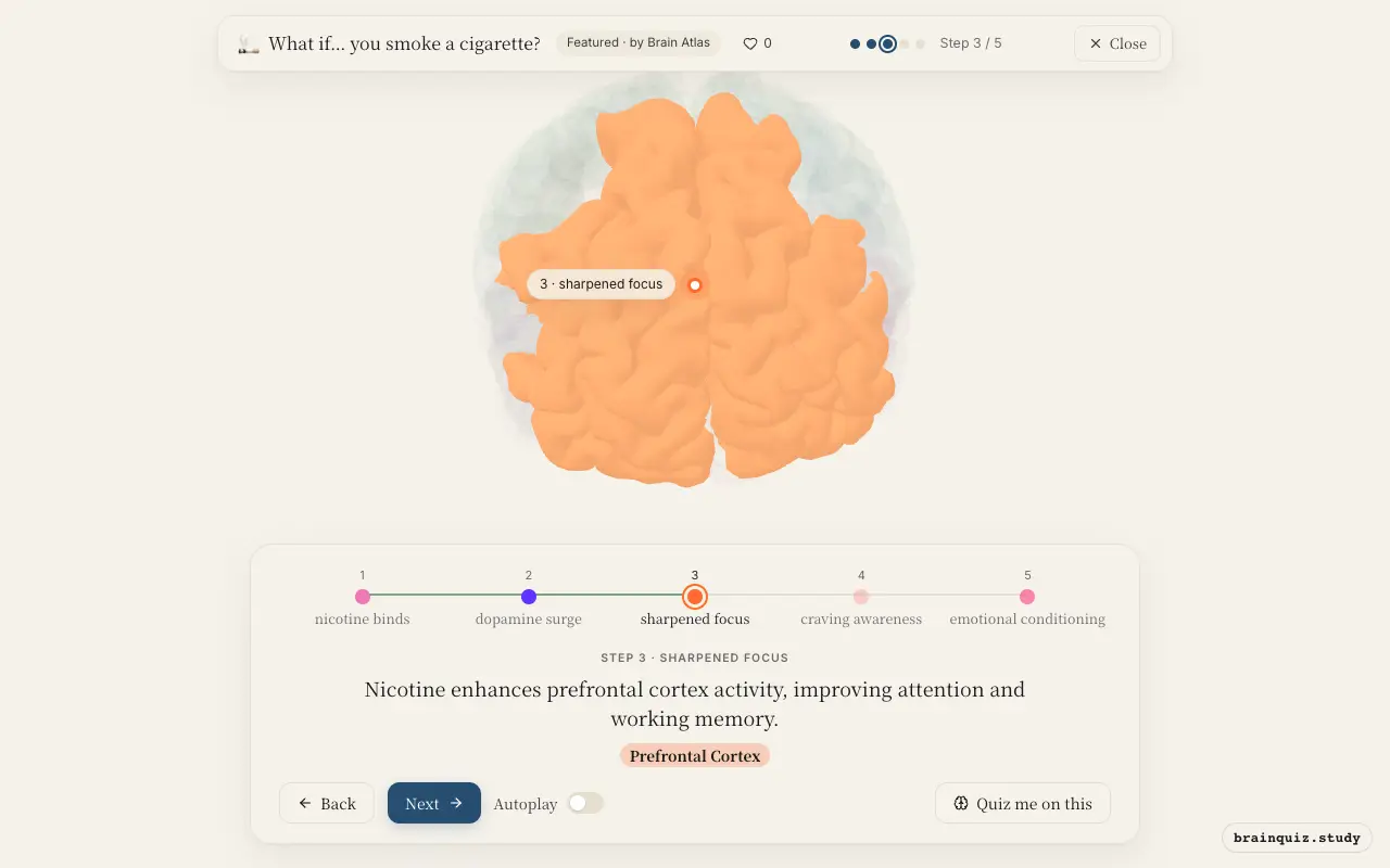 Step 3 of what happens in your brain when you smoke a cigarette: Ventral Tegmental Area, Nucleus Accumbens, Prefrontal Cortex lit on the Brain Atlas 3D brain