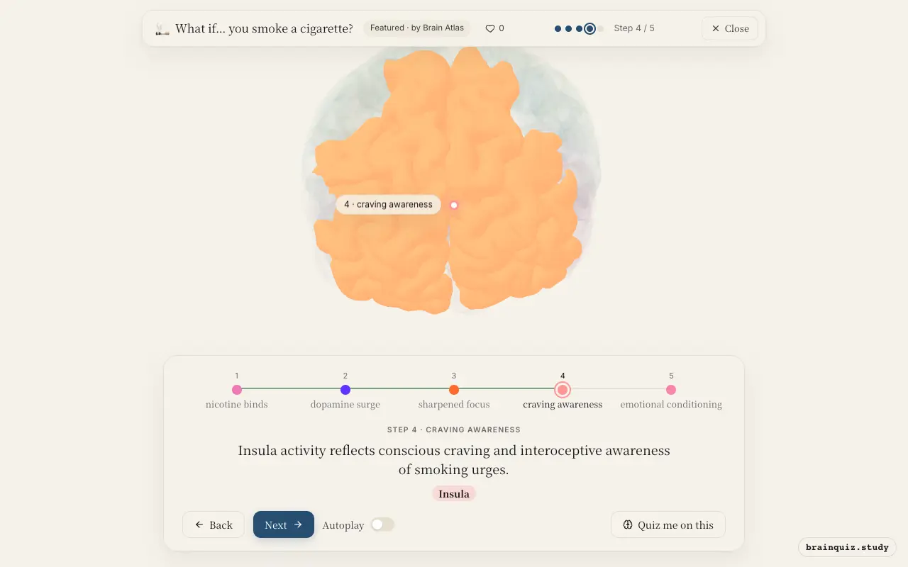 Step 4 of what happens in your brain when you smoke a cigarette: Ventral Tegmental Area, Nucleus Accumbens, Prefrontal Cortex, Insula lit on the Brain Atlas 3D brain