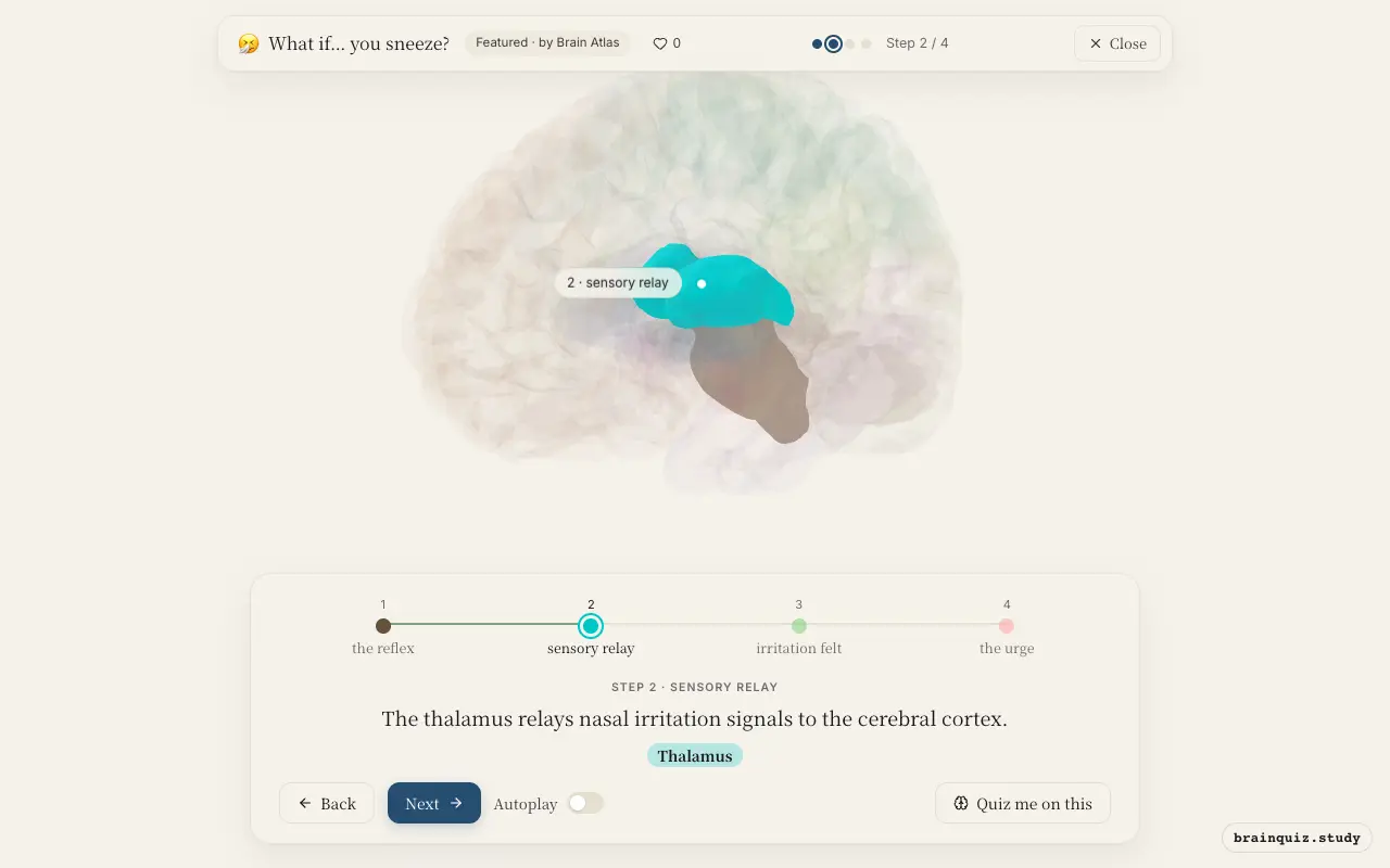 Step 2 of what happens in your brain when you sneeze: Brainstem, Thalamus lit on the Brain Atlas 3D brain