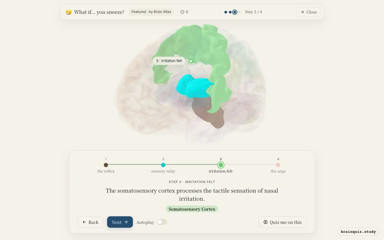 Step 3 of what happens in your brain when you sneeze: Brainstem, Thalamus, Somatosensory Cortex lit on the Brain Atlas 3D brain