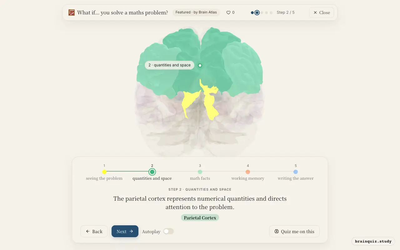 Step 2 of what happens in your brain when you solve a maths problem: Visual Cortex, Parietal Cortex lit on the Brain Atlas 3D brain