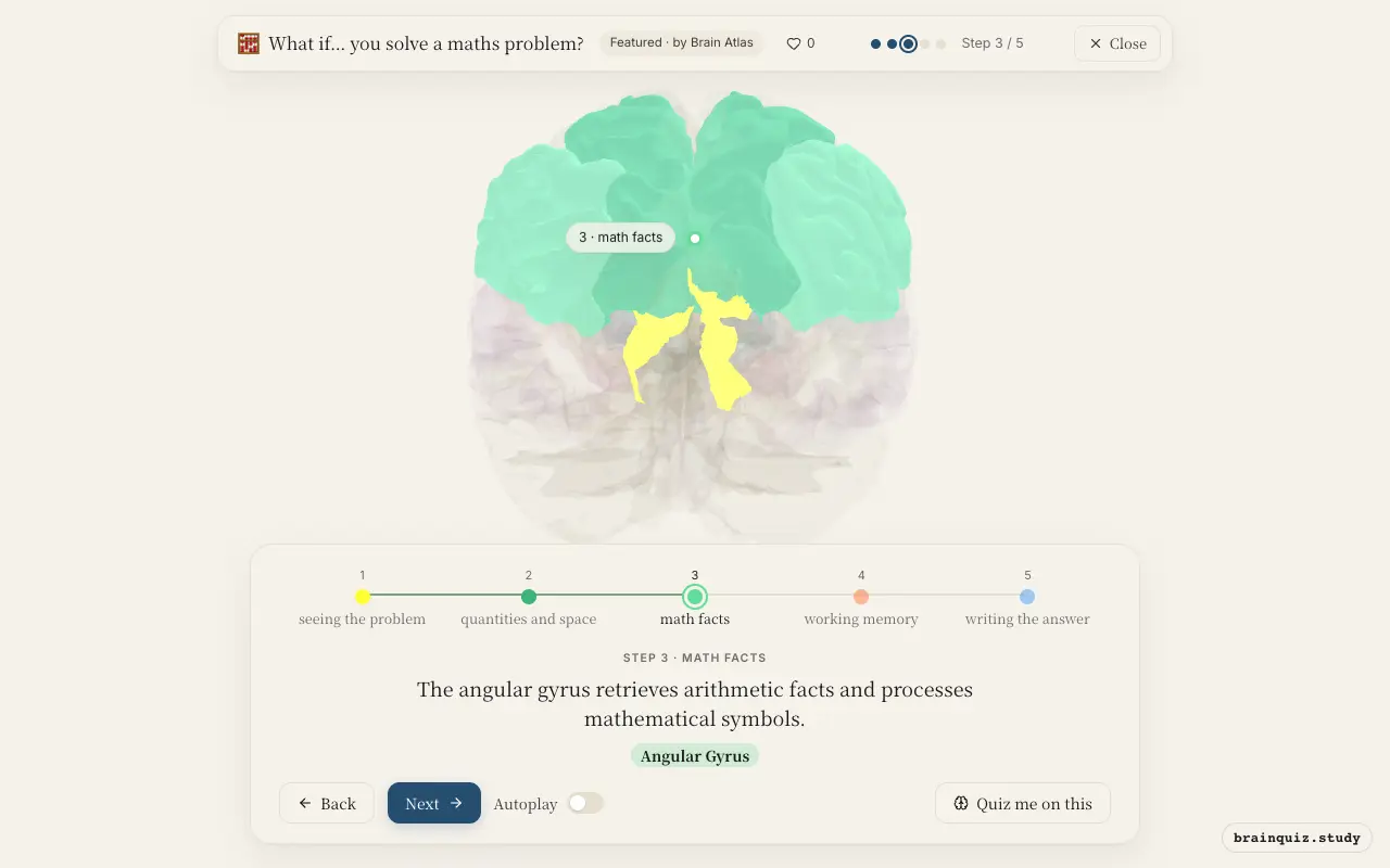 Step 3 of what happens in your brain when you solve a maths problem: Visual Cortex, Parietal Cortex, Angular Gyrus lit on the Brain Atlas 3D brain