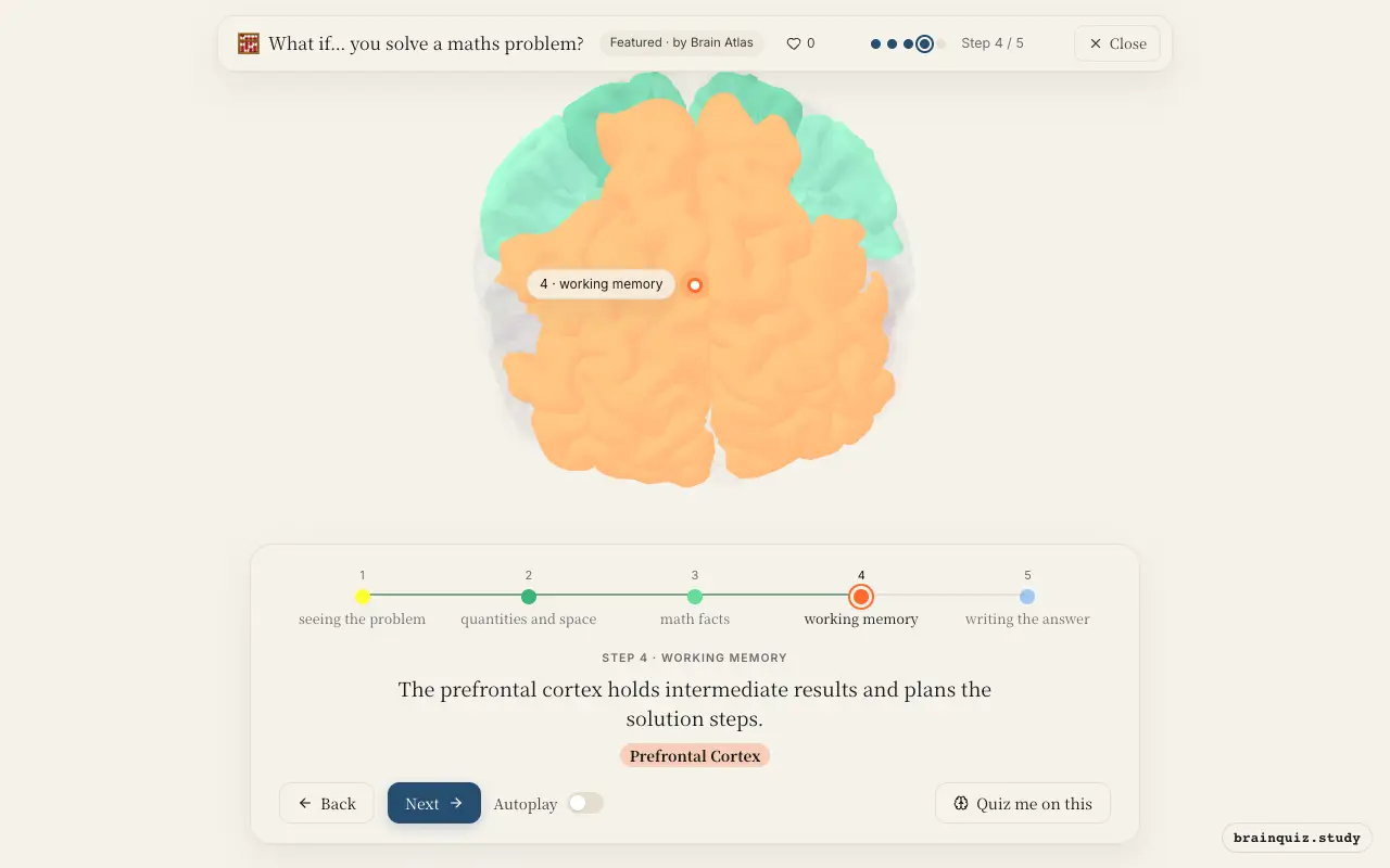 Step 4 of what happens in your brain when you solve a maths problem: Visual Cortex, Parietal Cortex, Angular Gyrus, Prefrontal Cortex lit on the Brain Atlas 3D brain