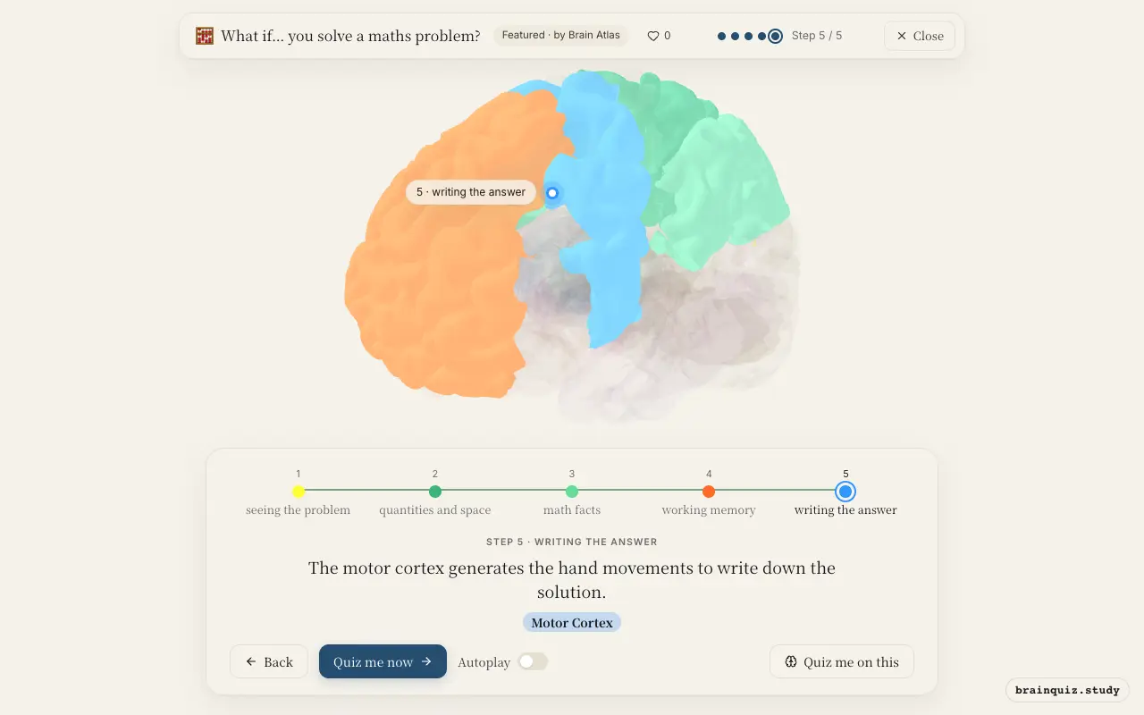 Visual Cortex, Parietal Cortex, Angular Gyrus, Prefrontal Cortex, Motor Cortex lit up on the Brain Atlas 3D brain: what happens in your brain when you solve a maths problem