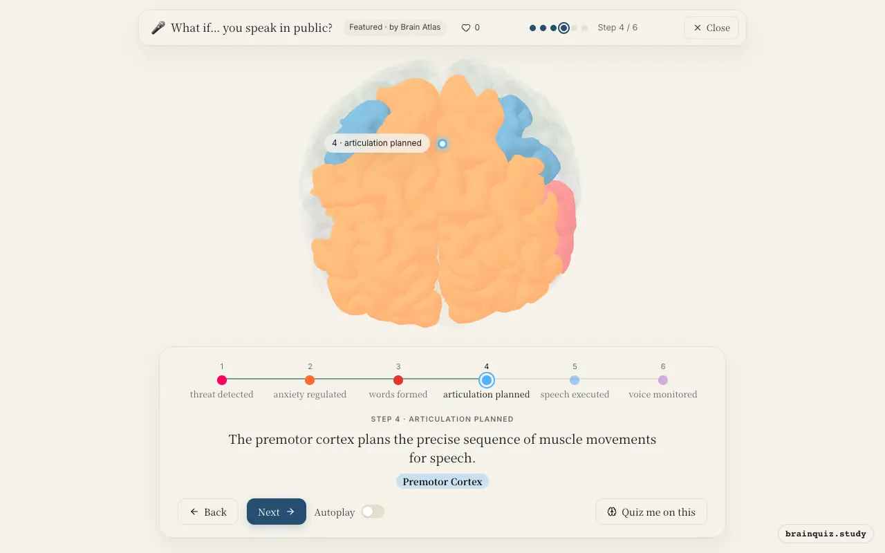 Step 4 of what happens in your brain when you speak in public: Amygdala, Prefrontal Cortex, Broca's Area, Premotor Cortex lit on the Brain Atlas 3D brain