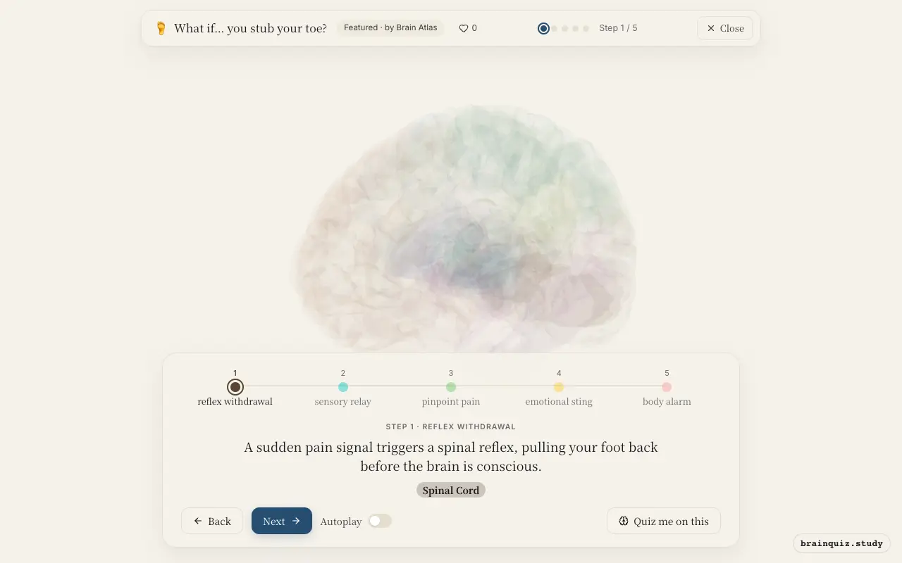 Step 1 of what happens in your brain when you stub your toe: Spinal Cord lit on the Brain Atlas 3D brain