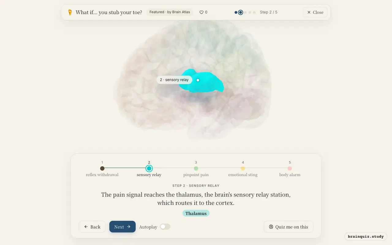 Step 2 of what happens in your brain when you stub your toe: Spinal Cord, Thalamus lit on the Brain Atlas 3D brain
