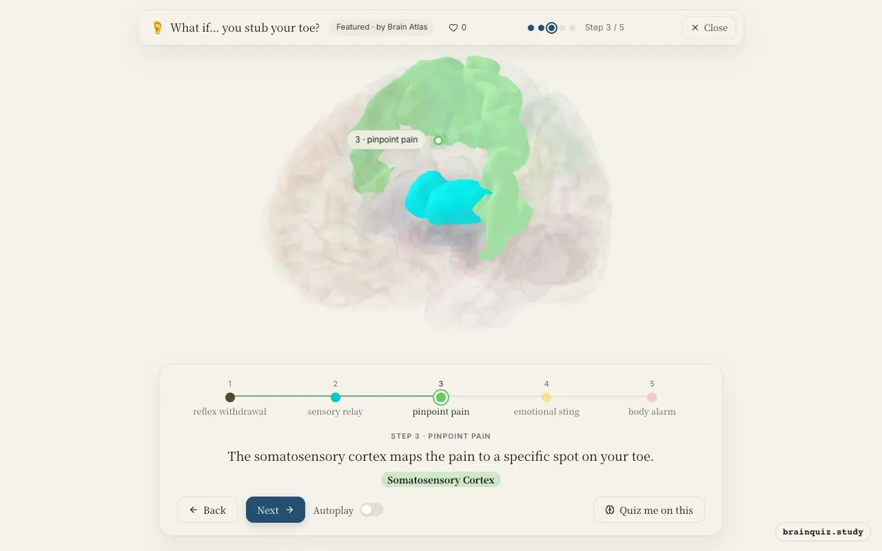 Step 3 of what happens in your brain when you stub your toe: Spinal Cord, Thalamus, Somatosensory Cortex lit on the Brain Atlas 3D brain