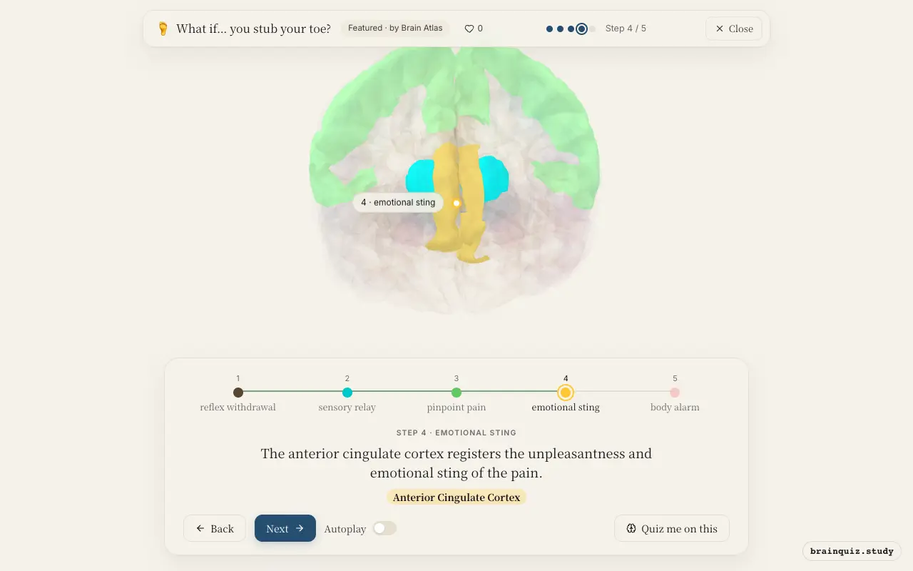 Step 4 of what happens in your brain when you stub your toe: Spinal Cord, Thalamus, Somatosensory Cortex, Anterior Cingulate Cortex lit on the Brain Atlas 3D brain