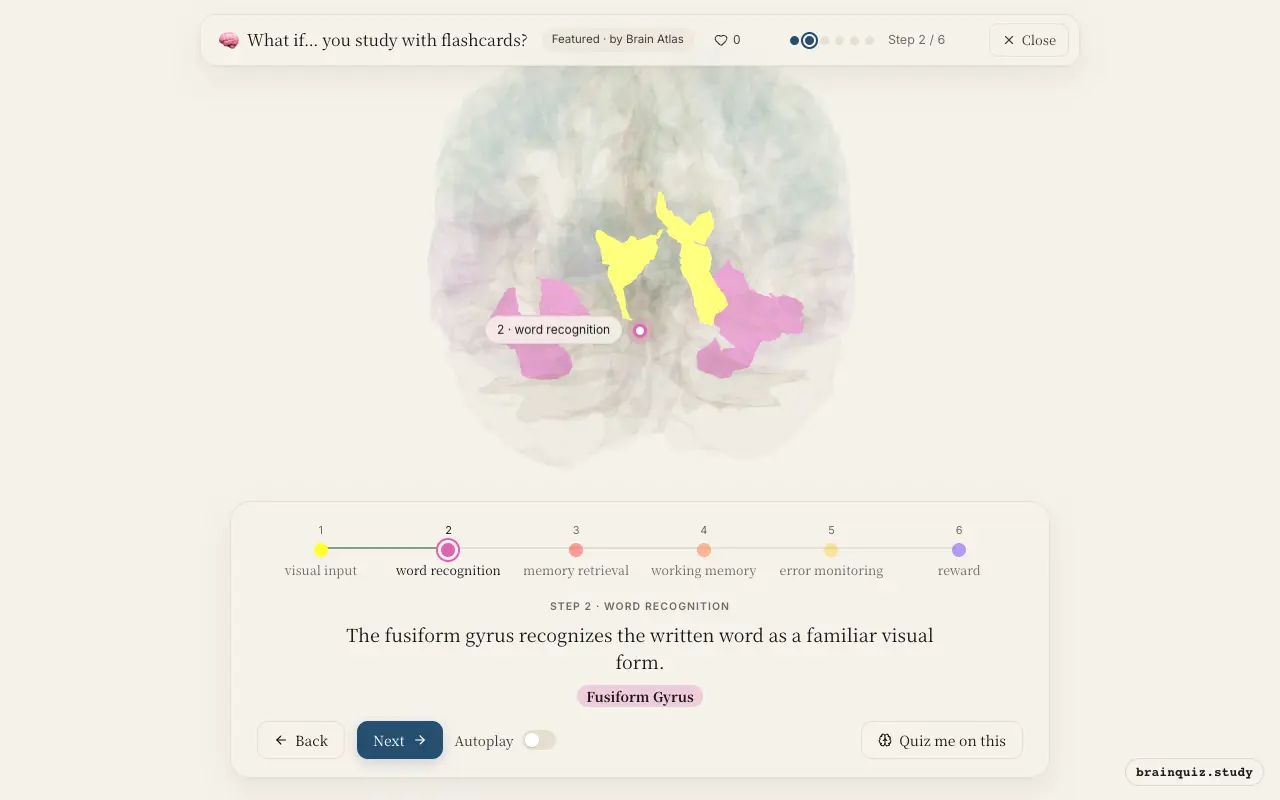 Step 2 of what happens in your brain when you study with flashcards: Visual Cortex, Fusiform Gyrus lit on the Brain Atlas 3D brain
