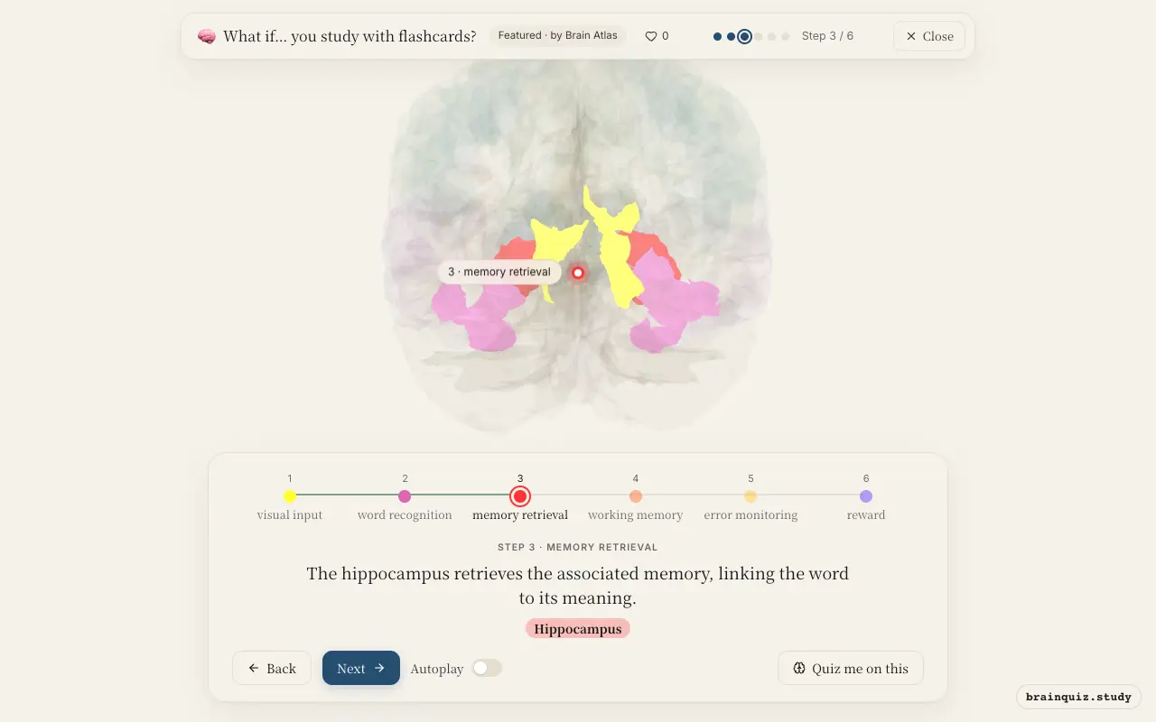 Step 3 of what happens in your brain when you study with flashcards: Visual Cortex, Fusiform Gyrus, Hippocampus lit on the Brain Atlas 3D brain