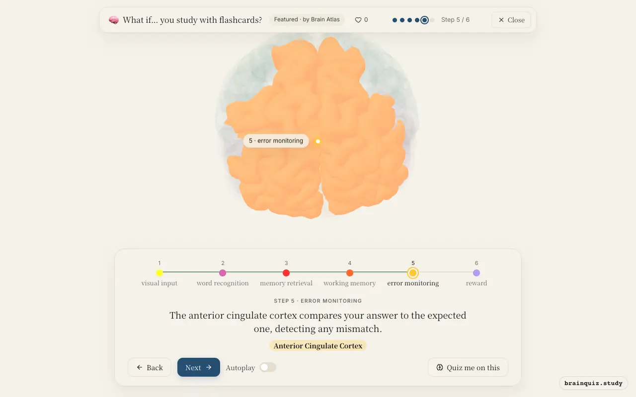 Step 5 of what happens in your brain when you study with flashcards: Visual Cortex, Fusiform Gyrus, Hippocampus, Prefrontal Cortex, Anterior Cingulate Cortex lit on the Brain Atlas 3D brain