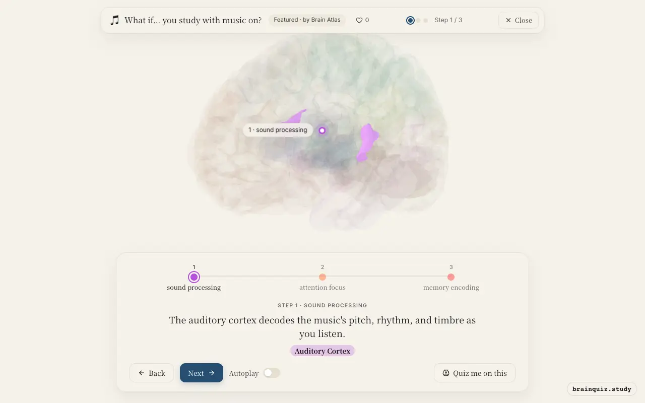 Step 1 of what happens in your brain when you study with music on: Auditory Cortex lit on the Brain Atlas 3D brain