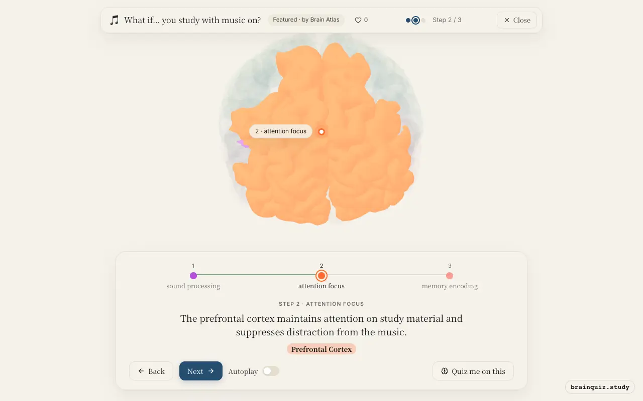 Step 2 of what happens in your brain when you study with music on: Auditory Cortex, Prefrontal Cortex lit on the Brain Atlas 3D brain