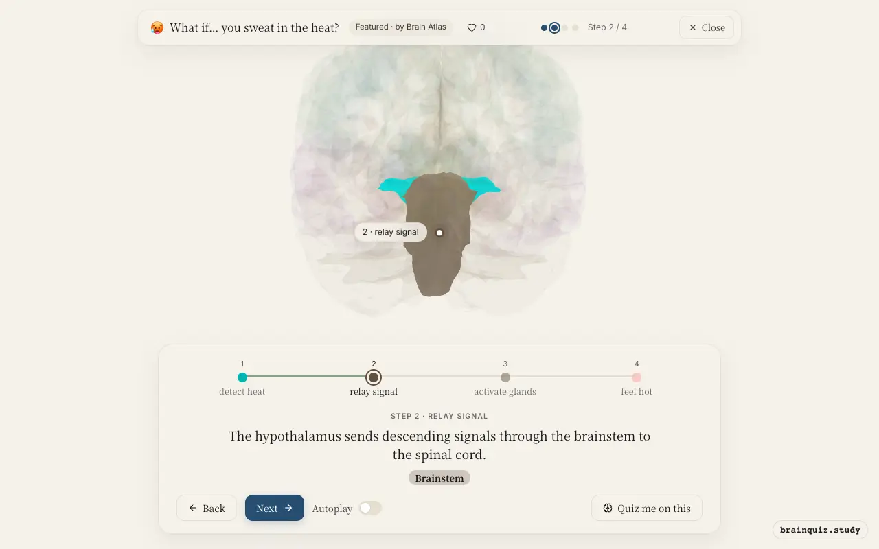 Step 2 of what happens in your brain when you sweat in the heat: Hypothalamus, Brainstem lit on the Brain Atlas 3D brain