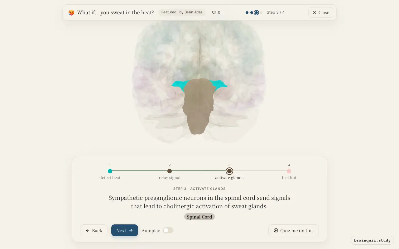 Step 3 of what happens in your brain when you sweat in the heat: Hypothalamus, Brainstem, Spinal Cord lit on the Brain Atlas 3D brain