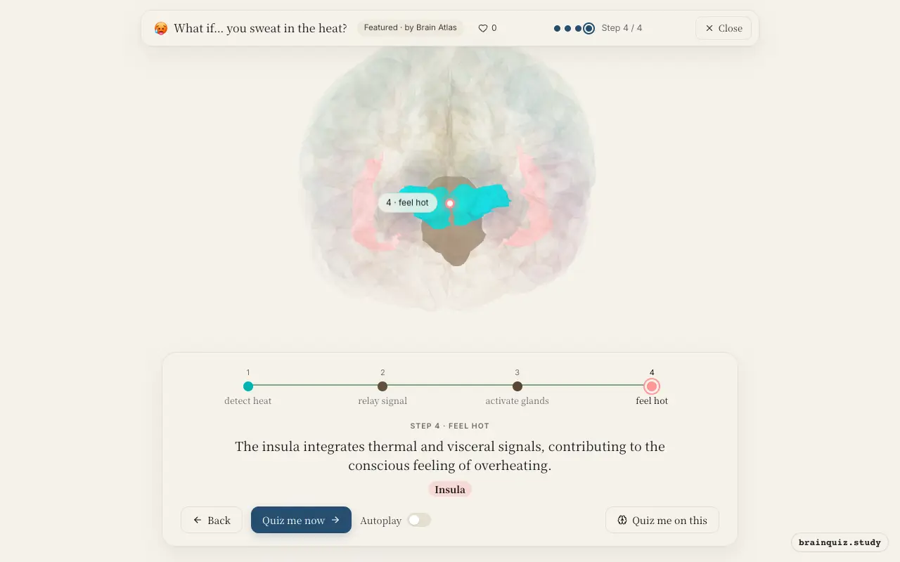 Hypothalamus, Brainstem, Spinal Cord, Insula lit up on the Brain Atlas 3D brain: what happens in your brain when you sweat in the heat