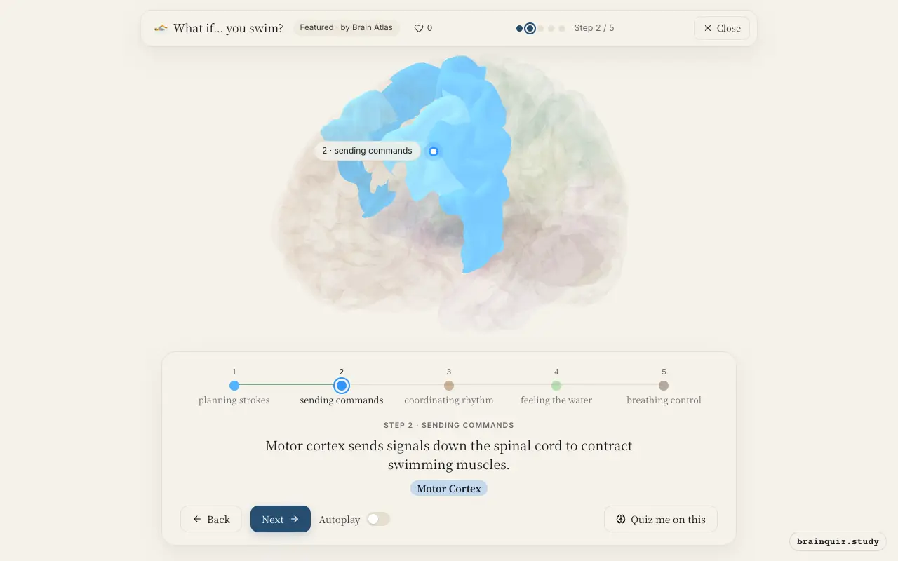 Step 2 of what happens in your brain when you swim: Premotor Cortex, Motor Cortex lit on the Brain Atlas 3D brain