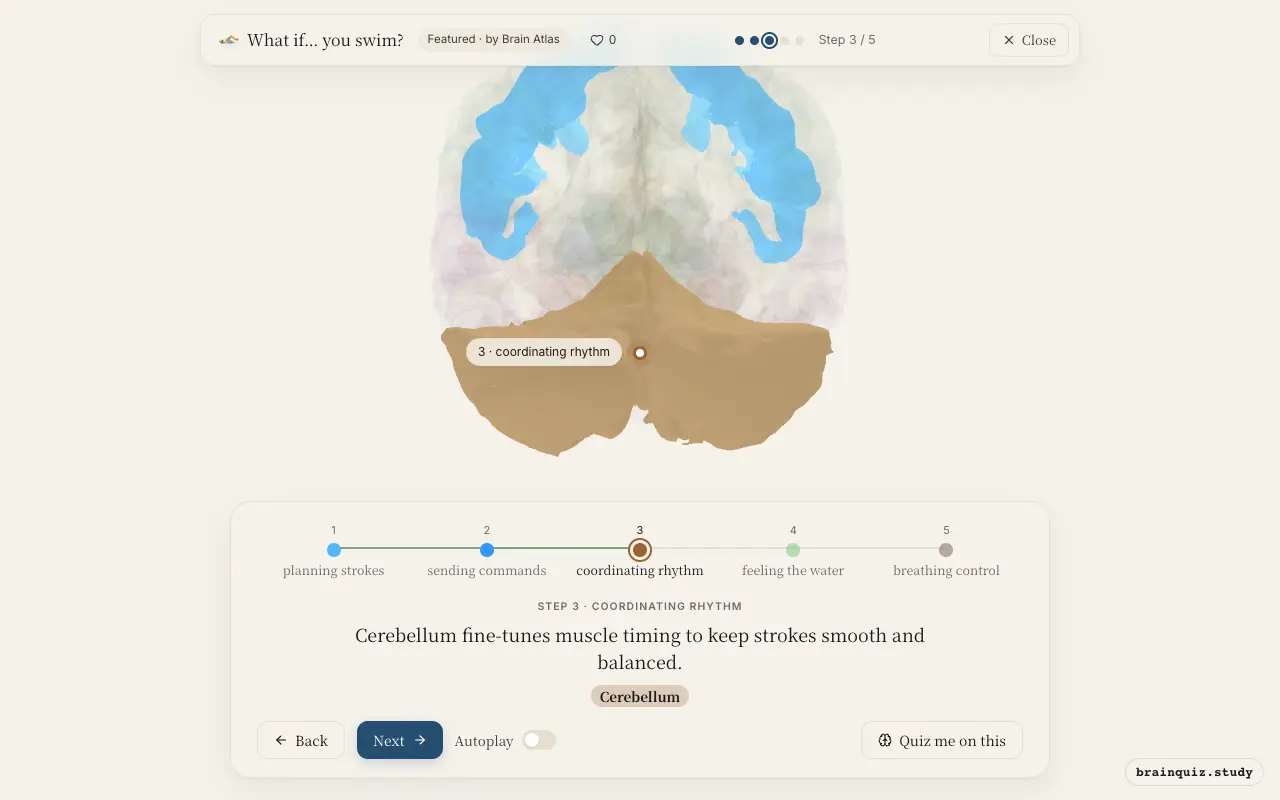 Step 3 of what happens in your brain when you swim: Premotor Cortex, Motor Cortex, Cerebellum lit on the Brain Atlas 3D brain
