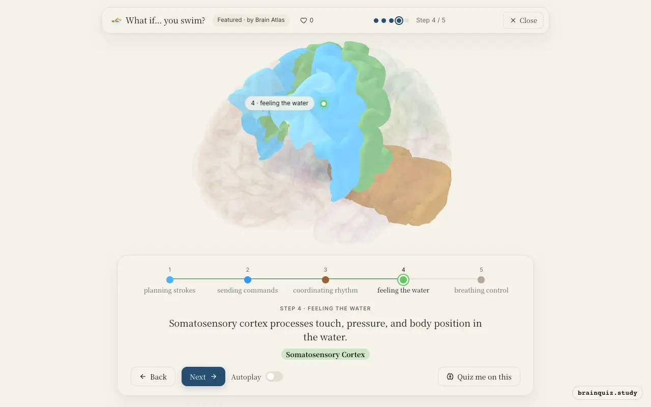 Step 4 of what happens in your brain when you swim: Premotor Cortex, Motor Cortex, Cerebellum, Somatosensory Cortex lit on the Brain Atlas 3D brain