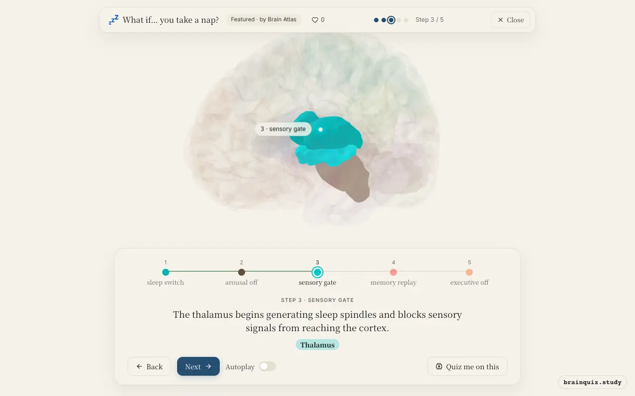 Step 3 of what happens in your brain when you take a nap: Hypothalamus, Brainstem, Thalamus lit on the Brain Atlas 3D brain