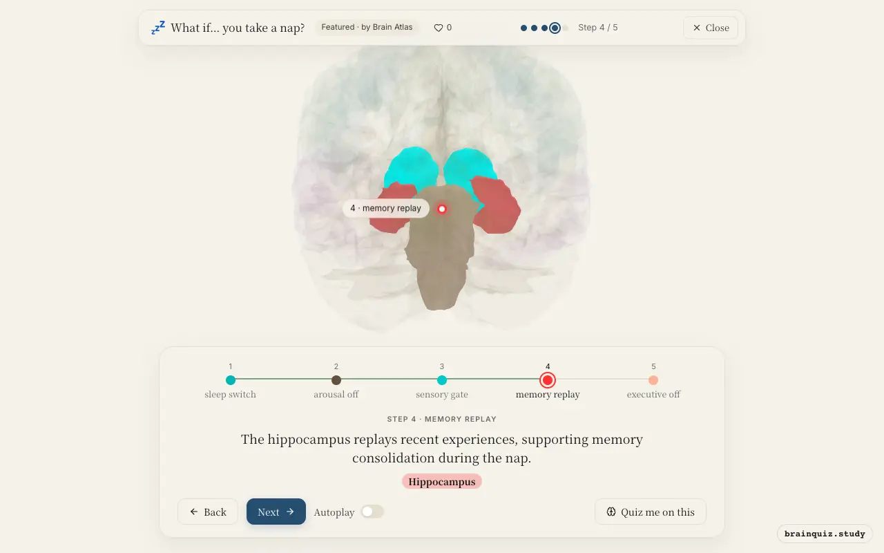 Step 4 of what happens in your brain when you take a nap: Hypothalamus, Brainstem, Thalamus, Hippocampus lit on the Brain Atlas 3D brain